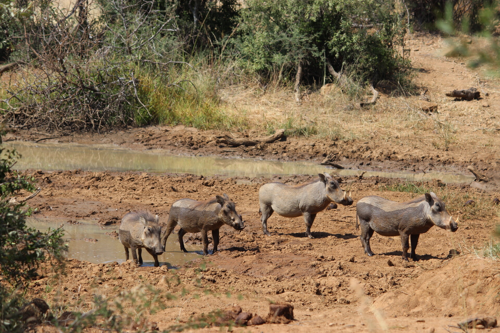 Wow! Moments in Kruger